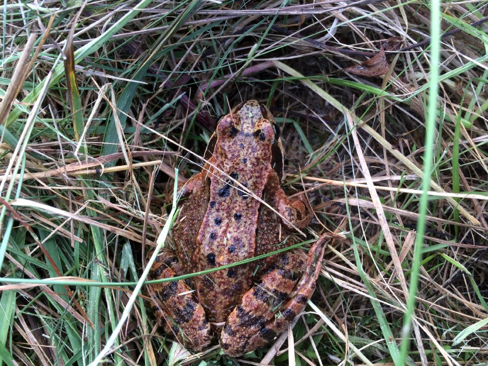 Frog autumn common toad
