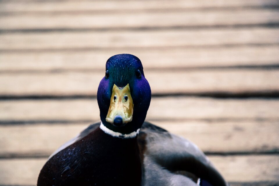 Bird waterbird portrait