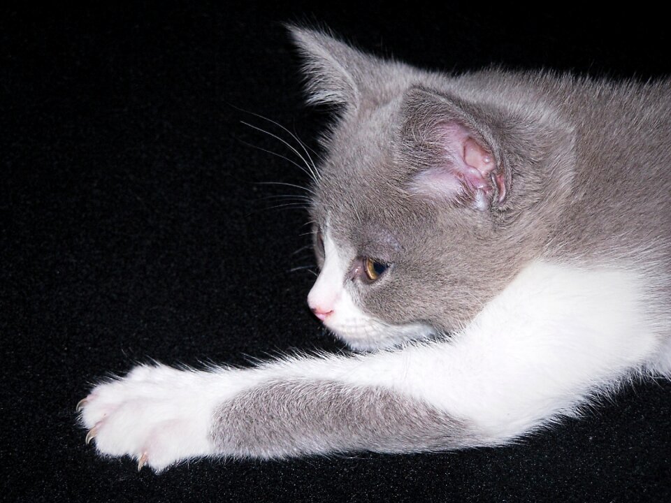 Kitten cat baby kittens