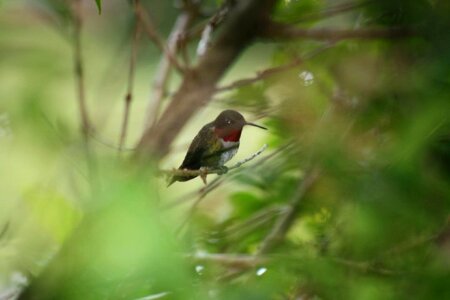 Humming hummingbird wildlife photo