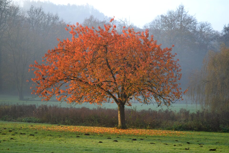 Landscape colors foliage