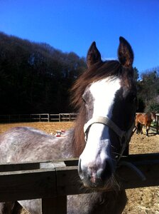 Farm riding