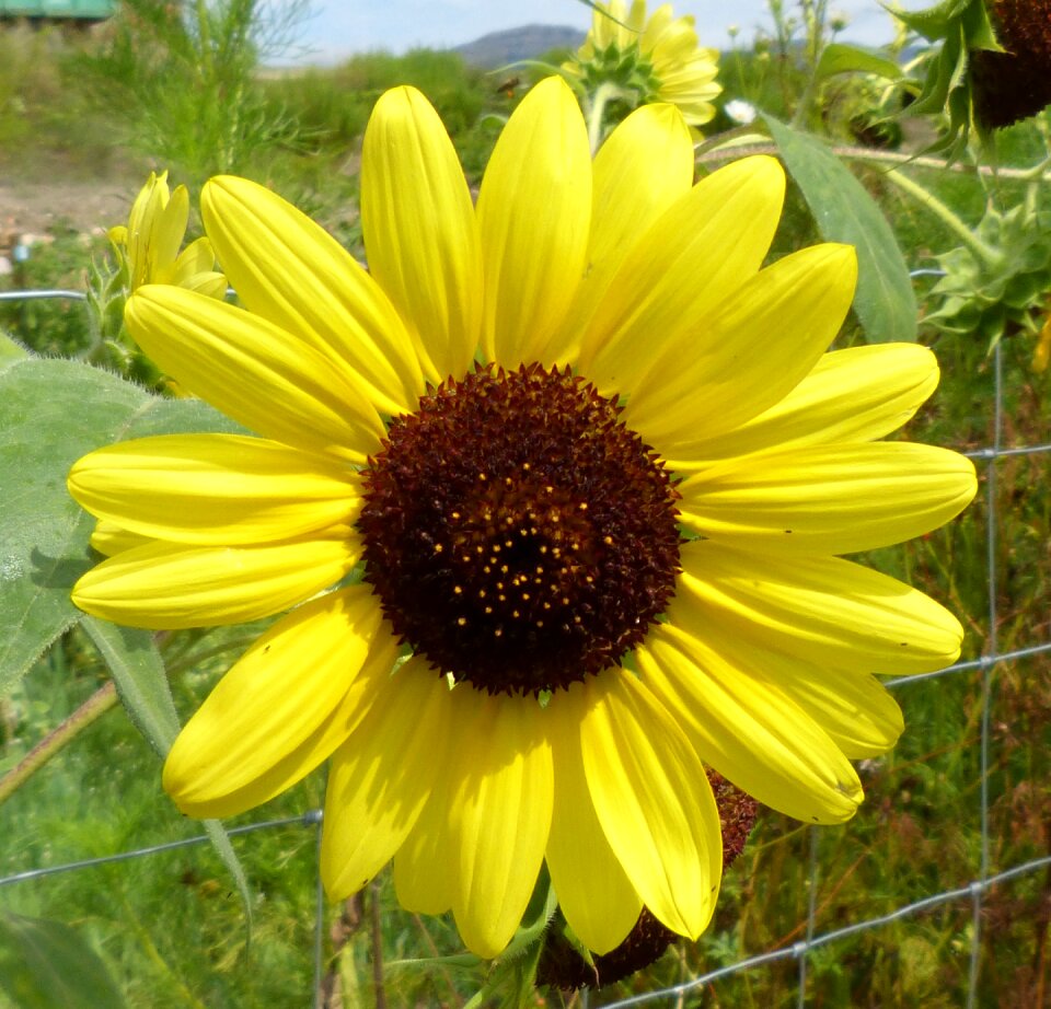 Daisy summer garden
