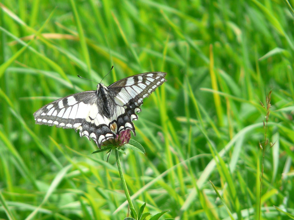 Papilionidae papilio papilio machaon