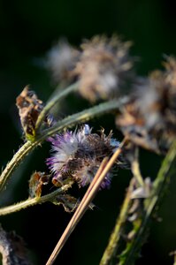 Plant nature vegetable tanned