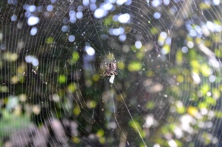 Web nature close up
