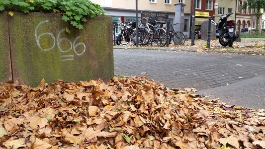 Leaf fall color passed photo