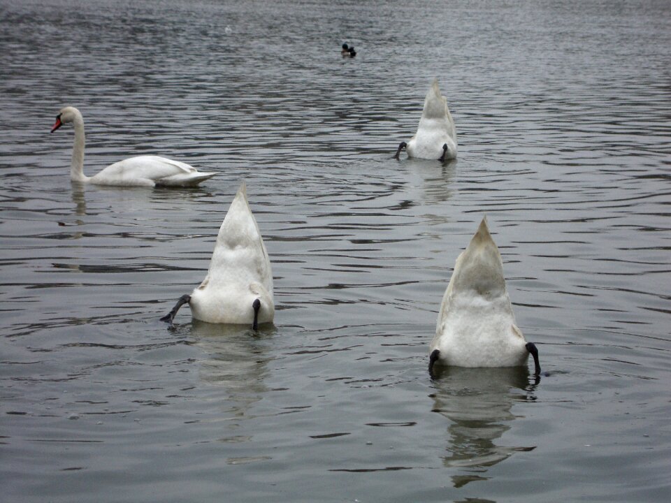 Water bird nature swan