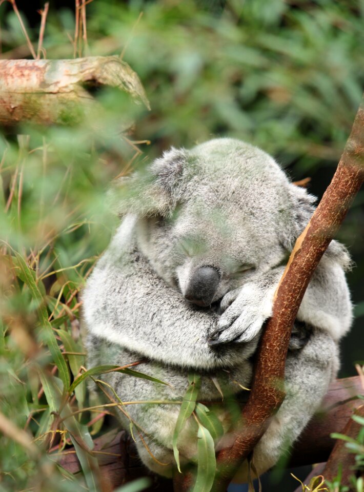 Animal wildlife tree