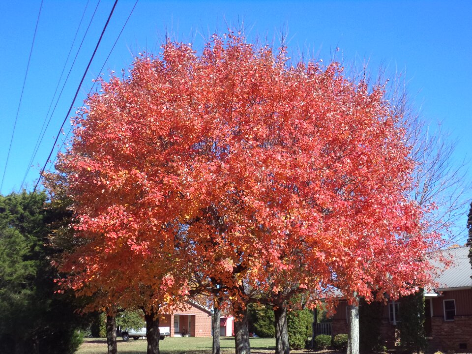 Nature leaf season