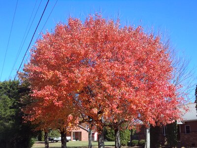 Nature leaf season photo