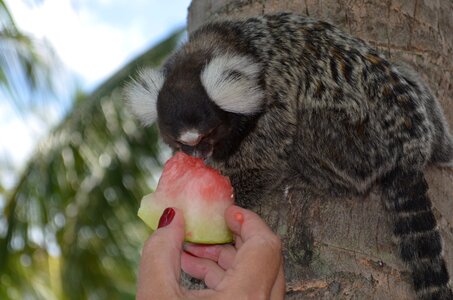 White ears tree feeding