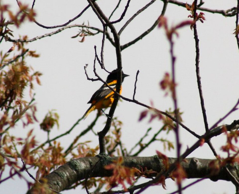 Nature wildlife baltimore