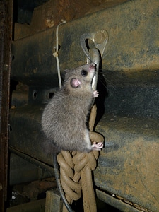 Similar to mouse nocturnal dormouse
