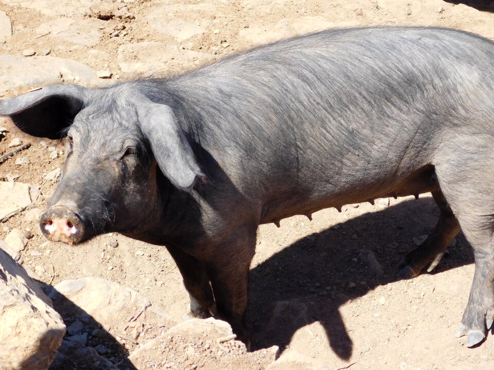 Courtyard muzzle sow