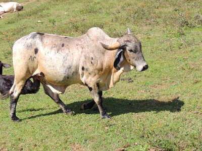 Veal about cow photo