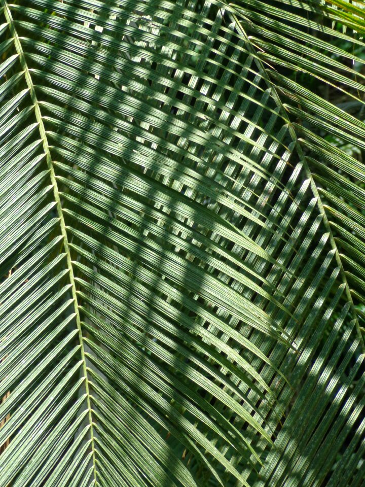 Garden brazil sol