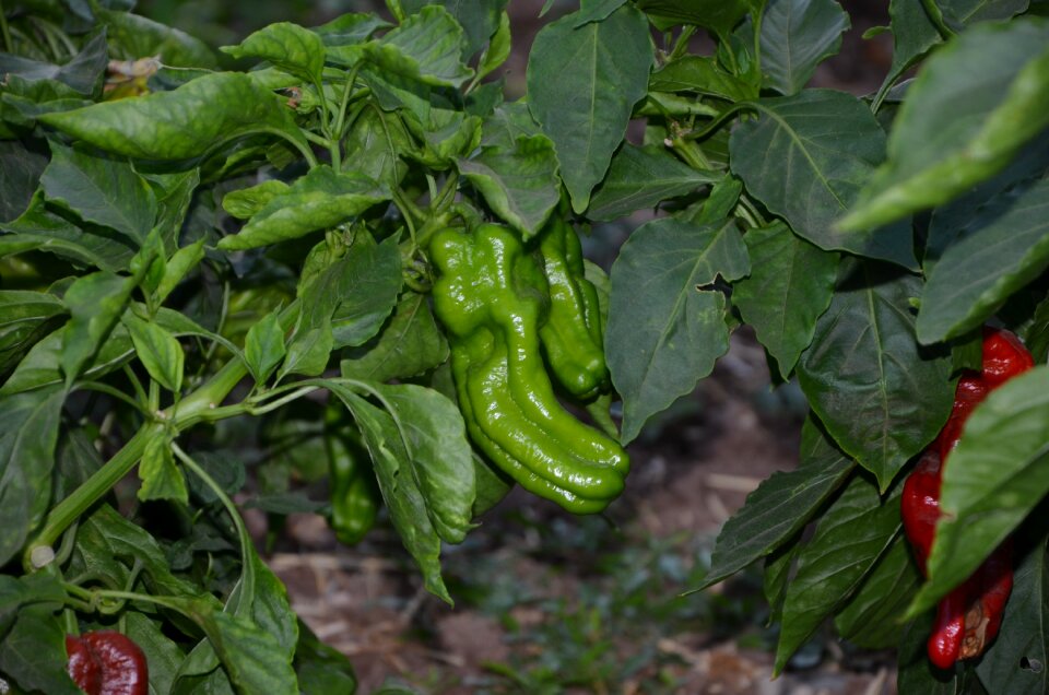 Vegetable organic food healthy