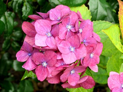 Nature garden flowers