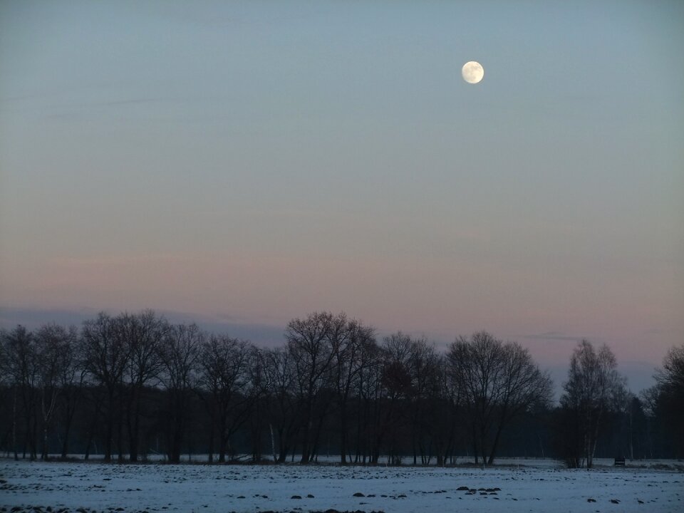 Views twilight woods
