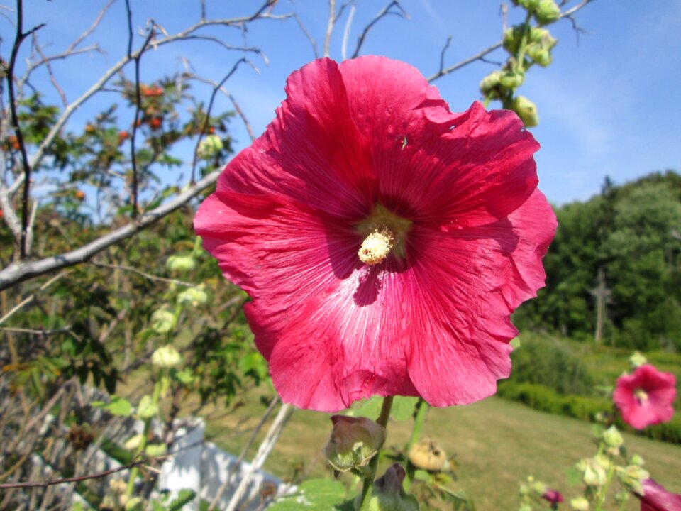 Natural plant garden