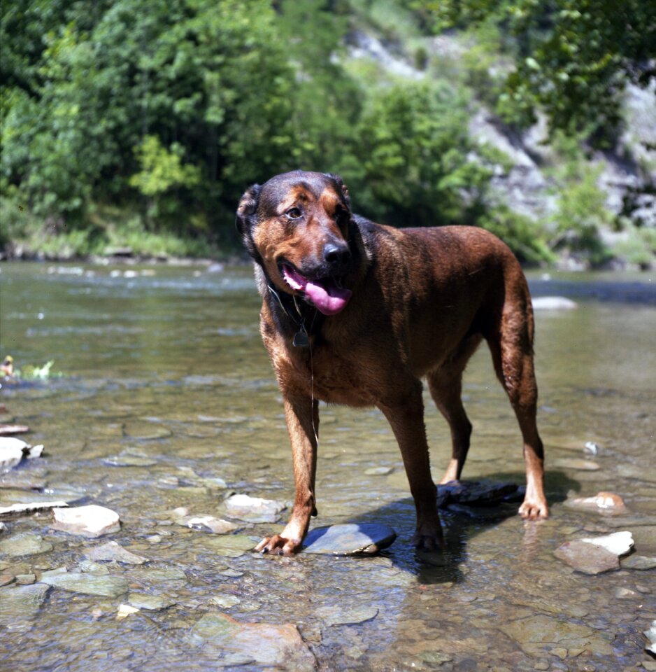 River pet swimming