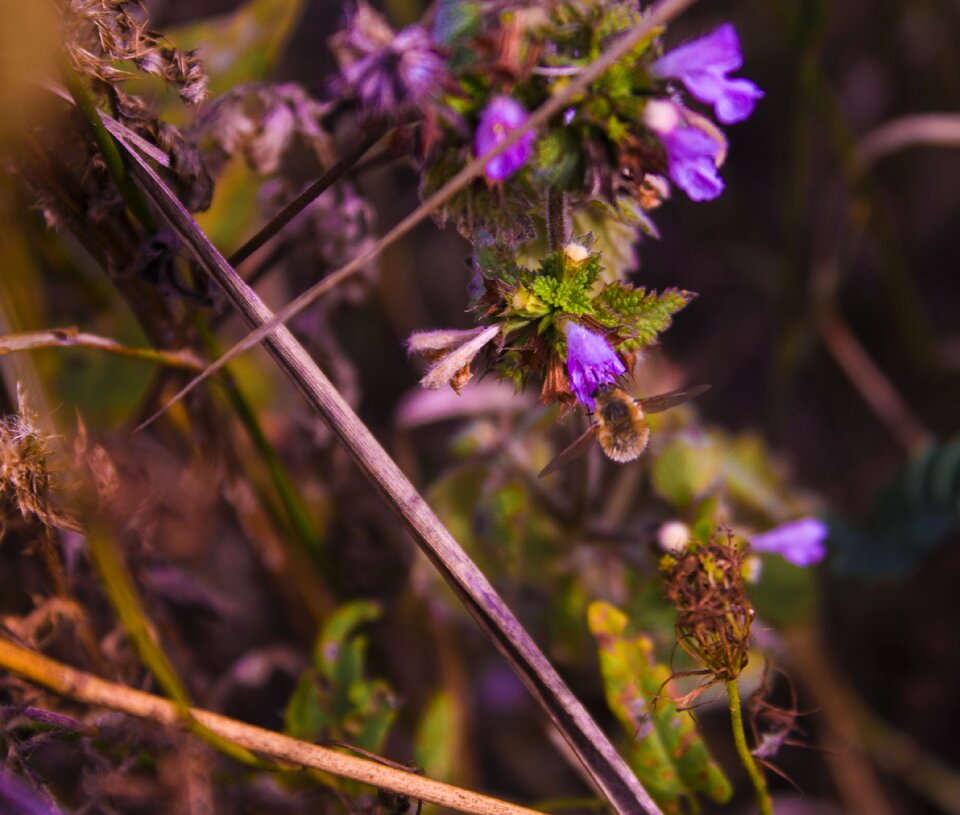 Bee gathering nectar garden