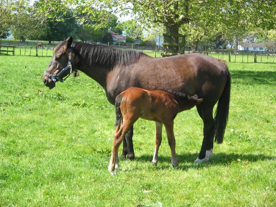 Mammal thoroughbred broodmare