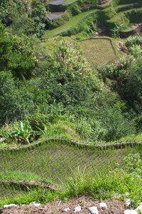Cultivation philippines landscape