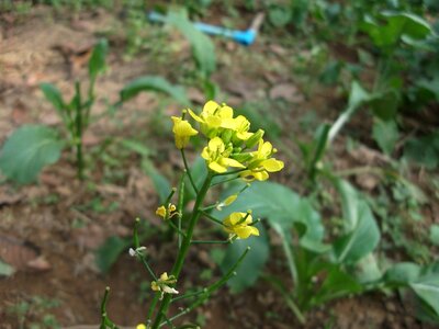 Vegetable garden in the summer