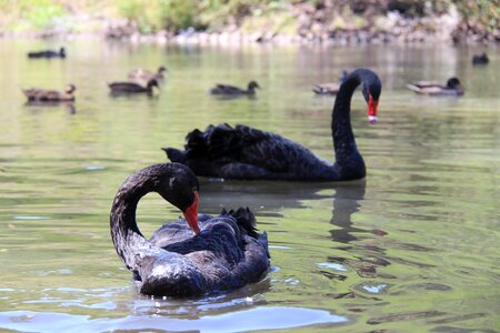 Park lake animal