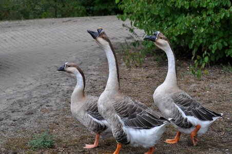Bird goose