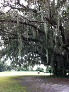 Park florida golf course photo