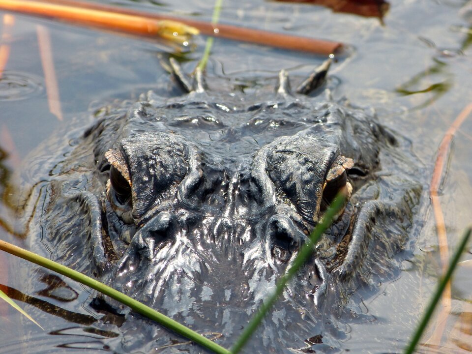 Florida everglades usa