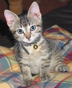 Kitten cat baby animals
