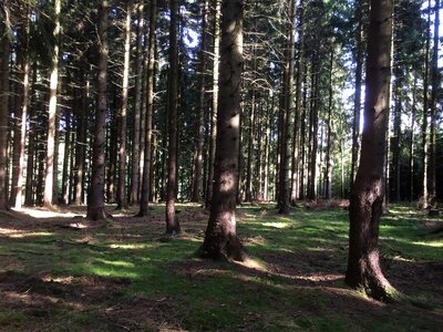 Light flooded pine