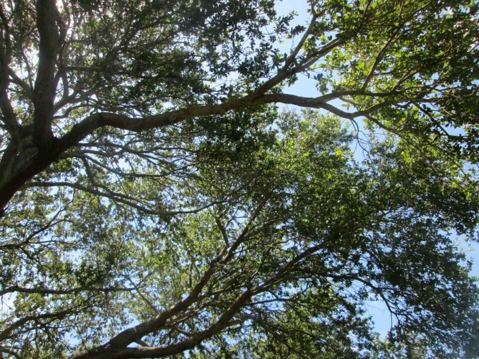 Sky branches