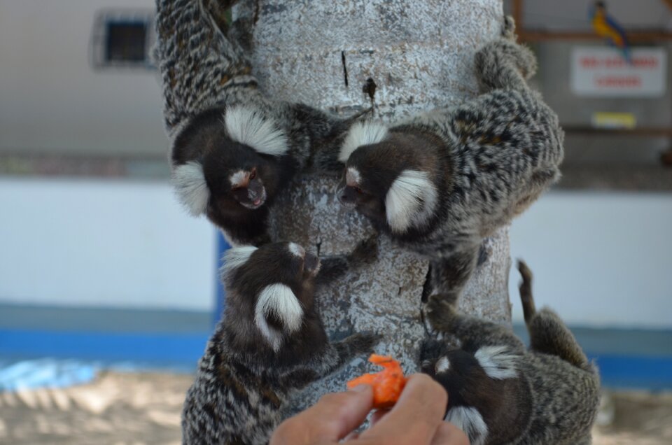 White ears tree feeding