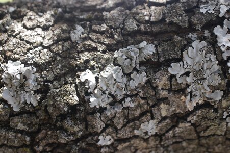 Tree bark fungi tree trunk photo