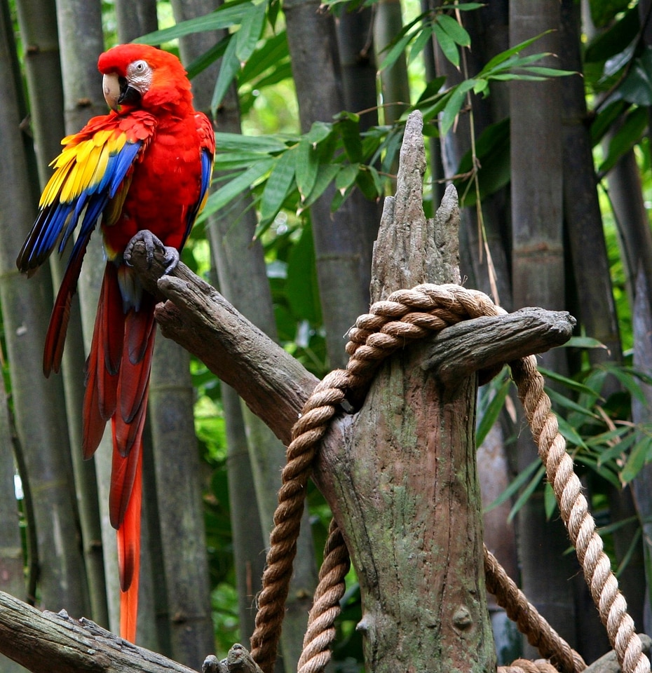 Feathers brilliant colorful