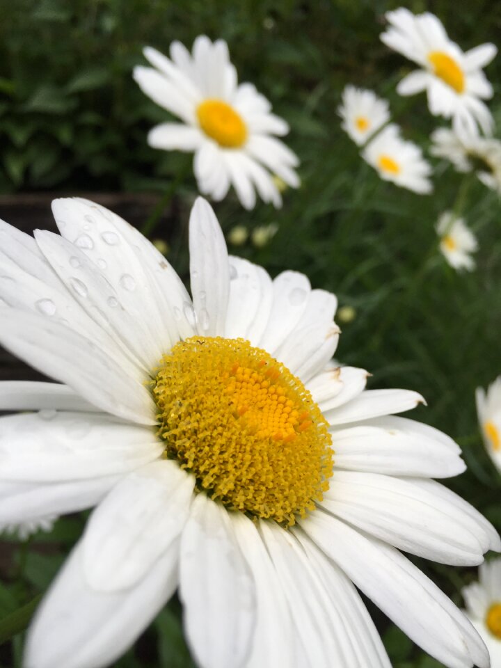 Plant garden blooming