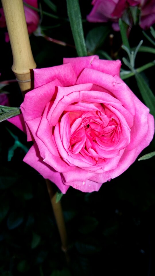 Rose pink rose feather