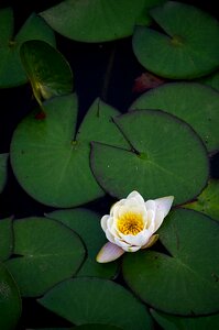 Lake water lilies flowers