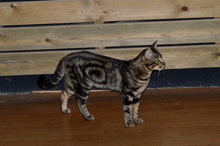 Kitten dark pattern watchman photo