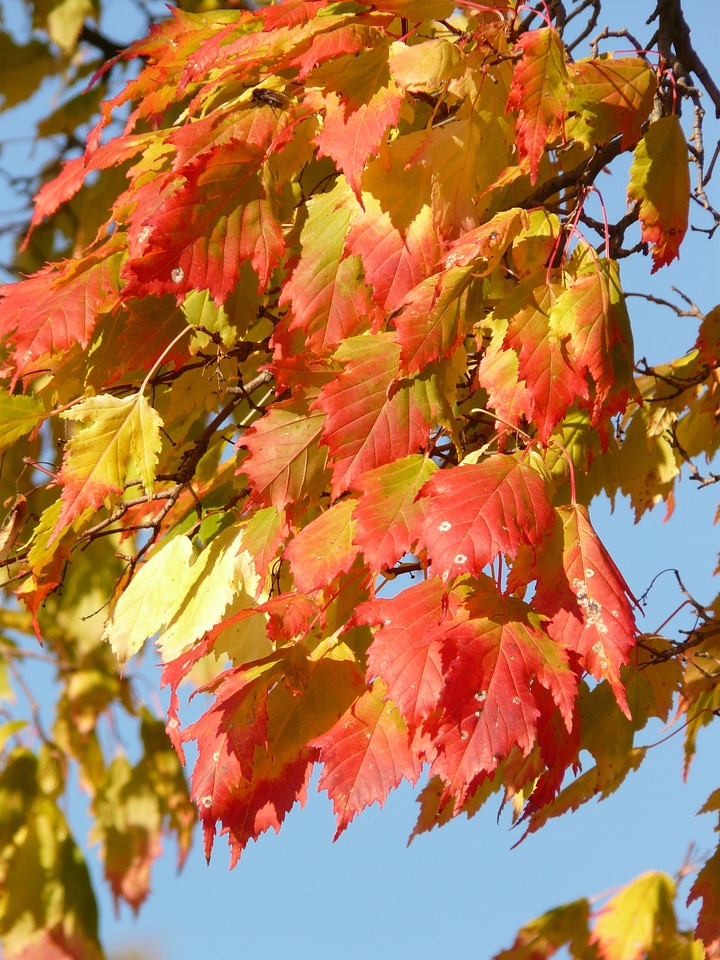 Deciduous tree golden autumn golden october