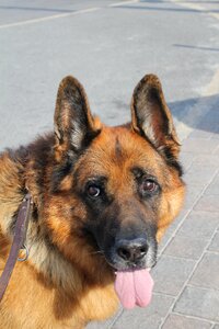 Animal animal portrait tongue photo