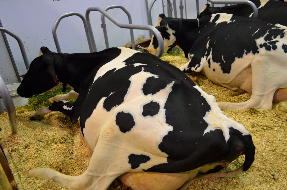 Black and white cows milk cows farm