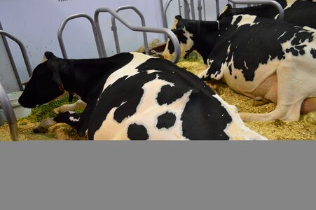 Black and white cows milk cows farm photo