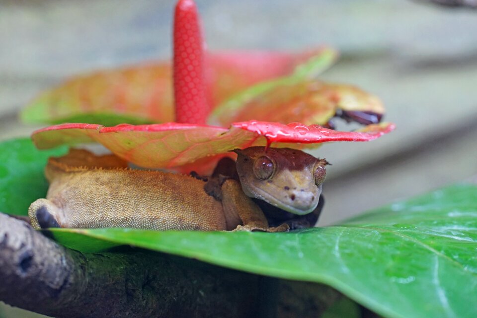 Gecko diurnal reptile