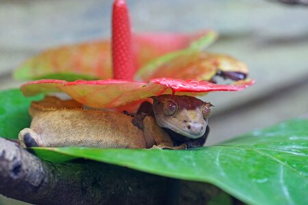 Gecko diurnal reptile